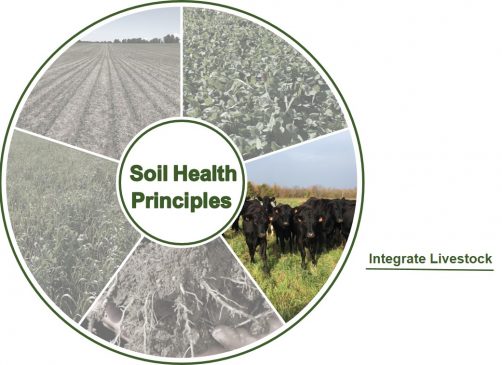 Soil Circle - Integrate Livestock - Grey
